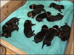 Combien y a-t-il de chiots sur la photo ?