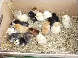 Combien y a-t-il de poussins sur la photo ?