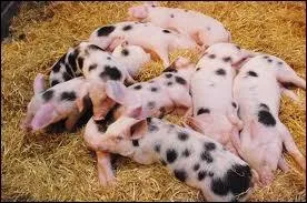 Combien y a-t-il de cochons sur la photo ?
