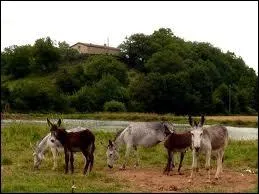 Combien y a-t-il d'nes sur la photo ?