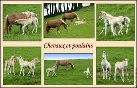 Combien y a-t-il de poulains et de chevaux sur la photo ?