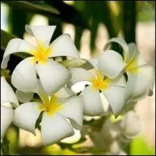 Cette fleur au parfum lourd, velout et sucr vient du bout de la terre pour nous. Elle porte le nom de  Fleur  dans sa langue d'origine, celle de la Polynsie et de la rgion de Tahiti. C'est ?