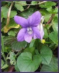 C'est une autre merveille de la nature que le parfum si particulier, si doux et si charmeur de cette toute petite fleur, qui se cache dans les sous-bois, la violette. C'est la fleur de Toulouse et de ?
