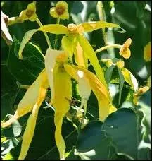 Une autre grande reine du parfum, trs exotique, au parfum magique, sucr, chaud, suave, profond, enivrant, l'ylang ylang. C'est elle qu'on retrouve dans un grand parfum franais, lequel ?