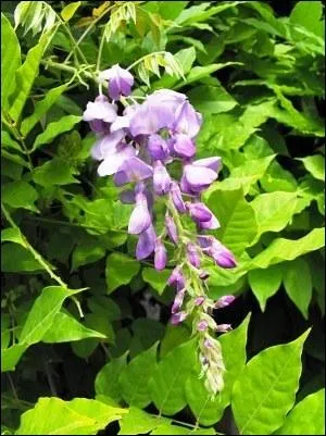 Ces jolies fleurs en grappe, de la famille des wisteria (bonjour les Desperate housewives), sont pour certaines espces trs parfumes. Quelle affirmation est vraie concernant les glycines ?