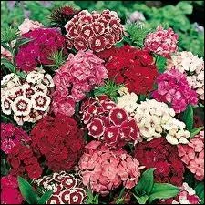 De petites fleurs en ombrelles qui ont un parfum presque sal et poivr, trs chaud et puissant, et qui portent un nom charmant puisque ce sont... ?