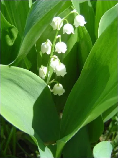 Comment imaginer la puissance du parfum enivrant qui se dgage des minuscules clochettes blanches du muguet ? On voudrait y enfouir le nez et tout oublier... D'o vient le nom du muguet ?