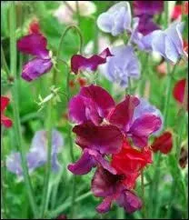 Ces petites fleurs grimpantes qui ont l'air si fragiles sont dlicieusement parfumes, si dlicatement, si subtilement qu'on a presque peur de faire disparatre leur parfum rien qu'en le respirant...