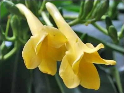 C'est une trs belle fleur trs parfume au parfum des les, car on la trouve  Hawa... Elle porte pourtant un nom fort peu vocateur, lequel ?