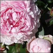 Est-il parfum plus charnu et subtil  la fois, embaumant le printemps  profusion, que l'enchanteur parfum de ces grosses fleurs si dlicates que sont...