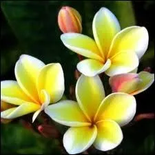 Ce sont les varits blanches  coeur jaune qui sont les plus dlicieusement parfumes. C'est une odeur gourmande et envotante, odeur qui, dans le folklore malais est associe aux... vampires !