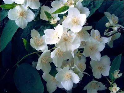 Ces fleurs toutes simples et modestes ont un parfum divin et enivrant, qui enchante jusqu' la batitude : ce sont les seringats. Quel autre joli nom portent-elles ?