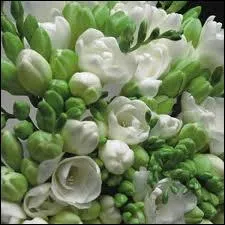 Ces fleurs  l'odeur capiteuse, proche du jasmin, sont originaires d'Afrique du Sud. On en trouve souvent dans les bouquets de marie en raison de leur blancheur clatante et de leur hampe grcieuse. .