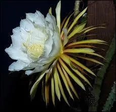 Cette fleur de cactus immense (+de 20  +de 35cm de diamtre) dgage un parfum puissant. C'est Selenicereus grandiflorus, de la Jamaque, qui fleurit la nuit, une seule nuit, et qui a pour parfum. .