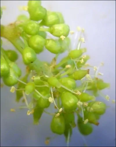 Ces toutes petites fleurs embaument durant quelques jours seulement, un parfum lger, ensoleill et ptillant qui marie la fleur et le fruit en devenir. De quoi s'agit-il ?