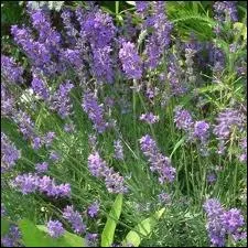 La lavande est l'une des plantes parfumes les plus connues et les plus utilises. Il ne faut pas confondre la lavande et son parfum rafrachissant avec le lavandin, qui lui. . ?