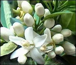 C'est au Maghreb et Moyen-Orient qu'on vous offre de petits bouquets de ces fleurs dlicatement parfumes, entre parfum d'amande, d'agrumes et de sucre...