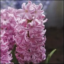 Le parfum de la jacinthe est trs capiteux et sucr, aussi est-ce un rel plaisir d'en avoir chez soi. La jacinthe d'eau est-elle galement parfume ?