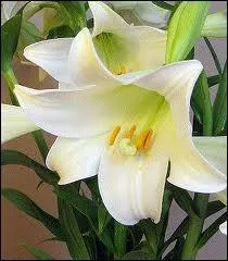 Le vrai lys est une fleur majestueuse au fort parfum, si fort qu'il faut parfois sortir les fleurs d'une pice. Comment dit-on qu'on peut baisser un peu la note de ce lourd et riche parfum ?