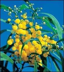 Ces fleurs plumeuses couleur citron emportent l'hiver dans des effluves piquantes, poivres et citronnes... D'o vient le mot mimosa ?