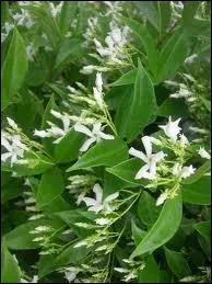 Ces fleurs parfumes embaument et dgagent un parfum lger et fort, piquant et sucr  la fois, capiteux. C'est la fleur la plus utilise en parfumerie, avec la rose. C'est...
