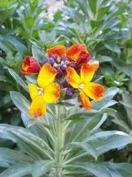 Quiz Fleurs