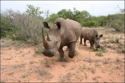 Quelle lettre faut-il ajouter au mot qui dsigne une chasse (qui peut tre photo) aux animaux sauvages en Afrique, pour obtenir le mot qui dsigne ce qui use, nettoie ou polit par frottement ?