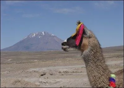 Un enlevant un I du nom d'un habitant d'un pays d'Amrique du Sud, vous obtiendrez le nom qui dsigne le lieu o l'on hberge :