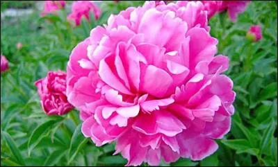 Si vous ajoutez un T aux lettres formant le nom de cette jolie fleur, vous pourrez crire le nom :