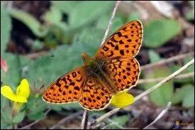 Quel est le nom de ce papillon ?