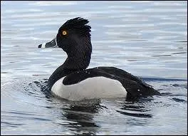 Quel est ce canard plongeur appel aussi  Morillon  bec  ?