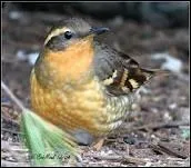 Quel est cet oiseau ?