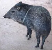 Quel est cet animal ?