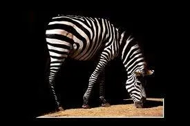 Quel animal est sur la photo ?