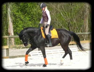 Quelle est l'allure de ce cheval ?