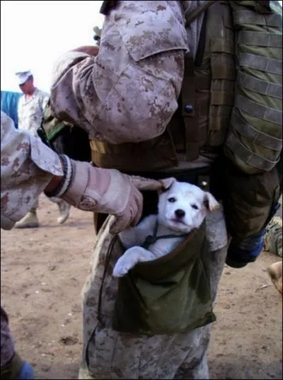 Auteur d'Amphytrion, ou de  La guerre de Troie n'aura pas lieu , il nous dit que : Chaque guerre est la toute dernire !