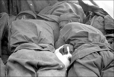 Cet auteur, dont le nom a un rapport avec goupil, prtends : Le ministre de la guerre a donn sa dmission, la guerre est supprime !