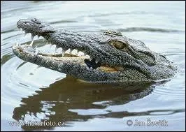 Le crocodile est un animal :