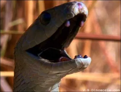 Quel est ce serpent africain qui peut mesurer plus de 4 m, et considr comme l'un des plus dangereux au monde ?