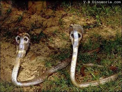 Quel est ce serpent africain plus meurtrier que le cobra royal ?