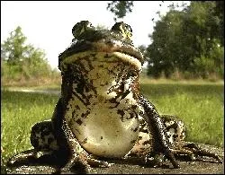 La Grenouille taureau :