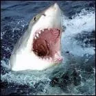 Que fait un requin quand il confond un nageur avec une proie ?