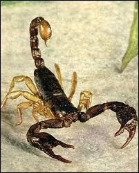 Est-il exact que la piqre de certains scorpions soit mortelle ?