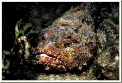 Le stonefish vit dans les eaux marines tropicales, et a un venin si puissant, que les gens qui se font piquer doivent se faire amputer le membre mordu :