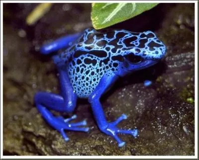 Magnifiquement colore, la grenouille de dard a assez de venin pour tuer 10 humains adultes :