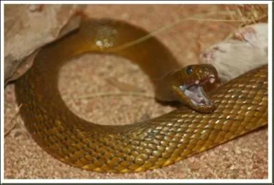 Ce serpent est le Taipan intrieur d'Australie :