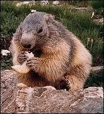 Quel est cet animal ?