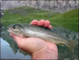 Quel est cet animal ?