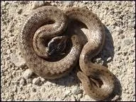 Quel est cet animal qui peut vivre jusqu' 3000 mtres d'altitude ?