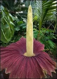The largest flower in the world.